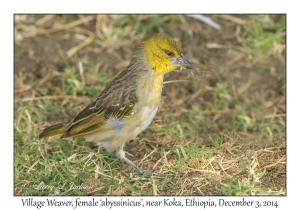 Village Weaver, abyssinicus variety