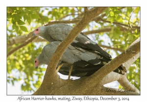 African Harrier-hawks