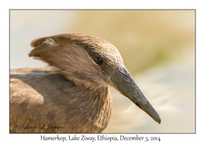 Hamerkop