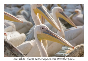 Great White Pelicans