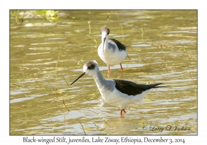 Black-winged Stilts