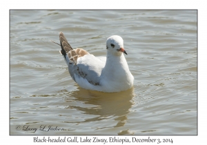 Black-headed Gull