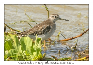 Green Sandpiper