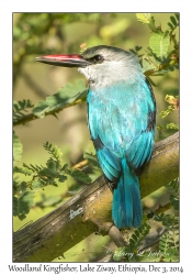 Woodland Kingfisher