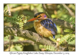 African Pygmy Kingfisher