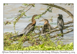 African Darters & Long-tailed Cormorant