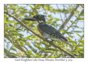 Giant Kingfisher