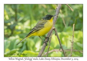 Yellow Wagtail, feldegg variety