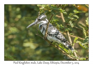 Pied Kingfisher