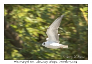 White-winged Tern