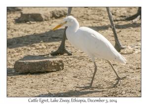 Cattle Egret