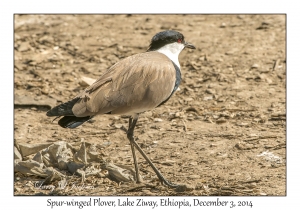 Spur-winged Plover