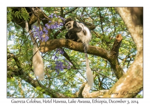 Guereza Colobus