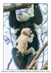 Guereza Colobus