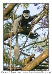 Guereza Colobus