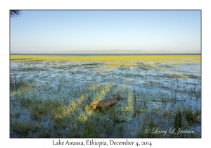 Lake Awassa