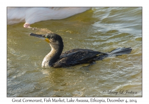 Great Cormorant