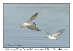 White-winged Terns