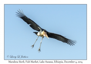 Marabou Stork