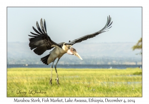 Marabou Stork