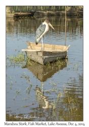 Marabou Stork