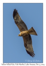 Yellow-billed Kite