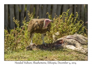 Hooded Vulture