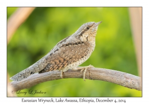 Eurasian Wryneck