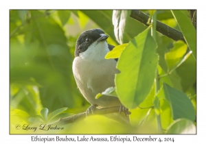 Ethiopian Boubou