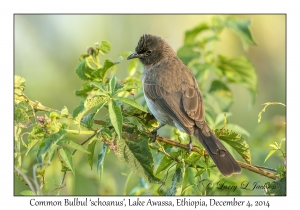 Common Bulbul, schoanus variety