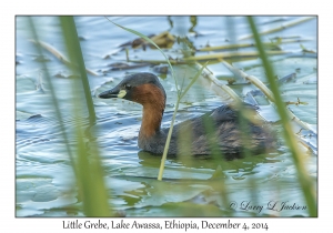 Little Grebe