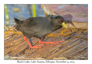 Black Crake