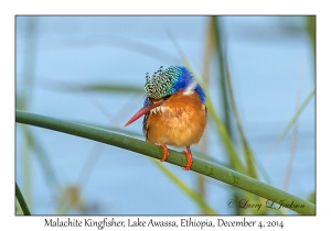 Malachite Kingfisher