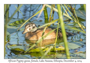 African Pygmy-goose