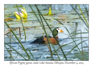 African Pygmy-goose