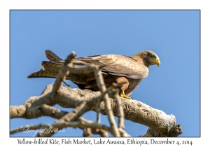 Yellow-billed Kite