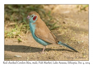 Red-cheeked Cordon-bleu