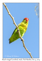 Black-winged Lovebird