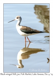 Black-winged Stilt