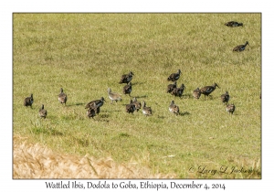 Wattled Ibis