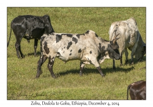 Zebu