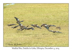 Wattled Ibis