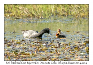 Red-knobbed Coots