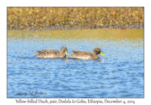 Yellow-billed Ducks