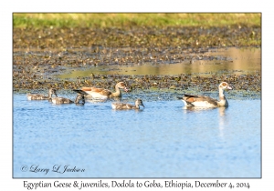 Egyptian Geese