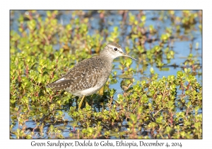 Green Sandpiper