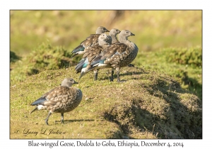 Blue-winged Geese