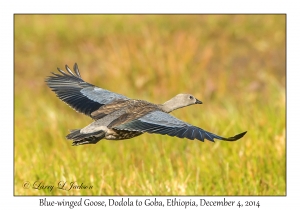 Blue-winged Goose