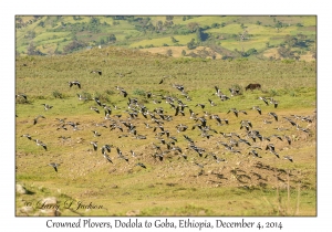 Crowned Plovers