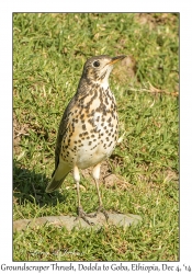 Groundscrpaer Thrush